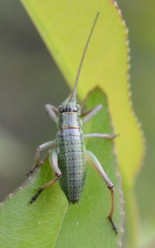 Ephippiger diurnus diurnus